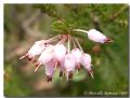 Erica multiflora